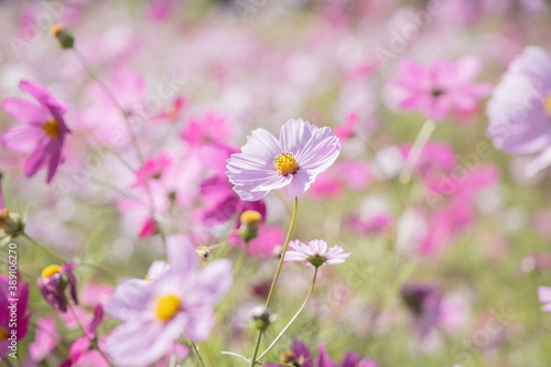 Cosmos flowers in the garden