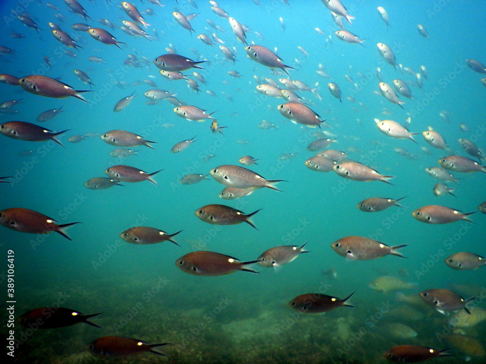 Fototapeta premium Costa Rica Pacific sea life
