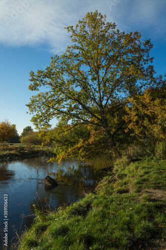 river in the woods at fall season © roostler