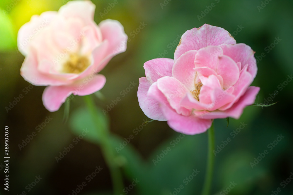 Roses in the garden Roses in the garden