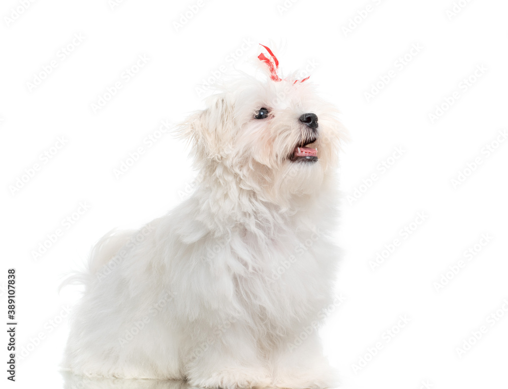 White maltese breed dog studio portrait on a white background