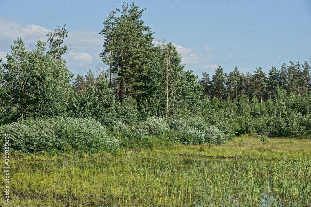part of a swamp with water overgrown with green grass near bushes and trees against a blue background on a sunny summer day part of a swamp with water overgrown with green grass near bushes and trees against a blue background on a sunny summer day