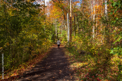 Fall Colours Maple Nature Reserve photo