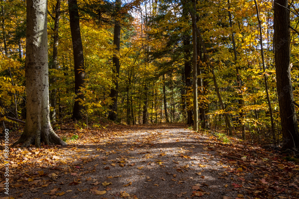 Fall Colours Maple Nature Reserve