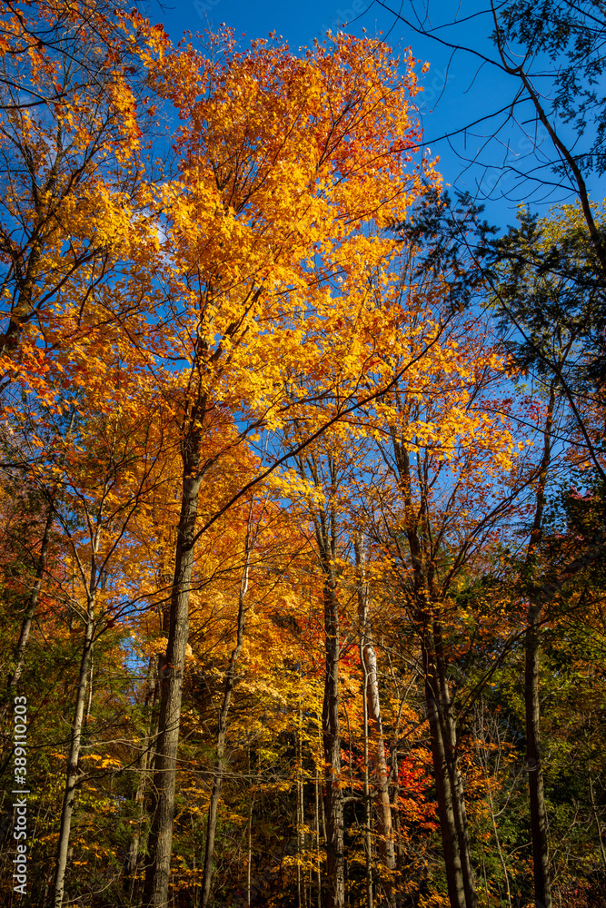 Fall Colours Maple Nature Reserve