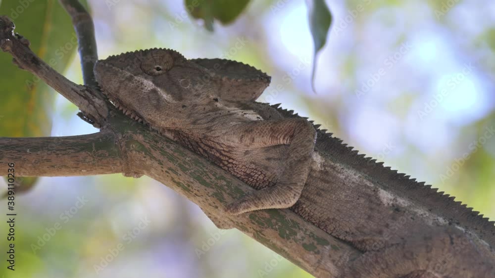 Pan shot of Giant Chameleon Hiding On Tree Branch, Madagascar Pan shot of Giant Chameleon Hiding On Tree Branch, Madagascar
