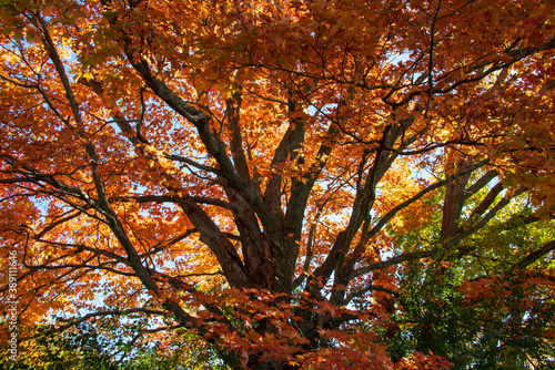 Majestic tree crown in Autumn