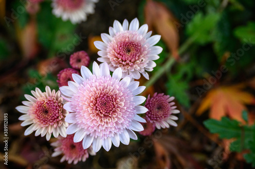 Pink chrysanthemum blooming in a garden  as a nature background 