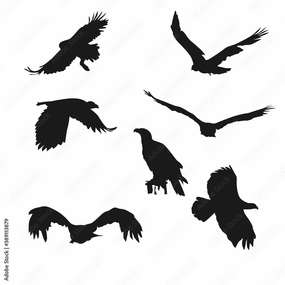 Fototapeta premium set flying bird. silhouette eagle illustration