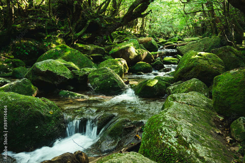 世界遺産屋久島の白谷雲水峡 Stock Photo 