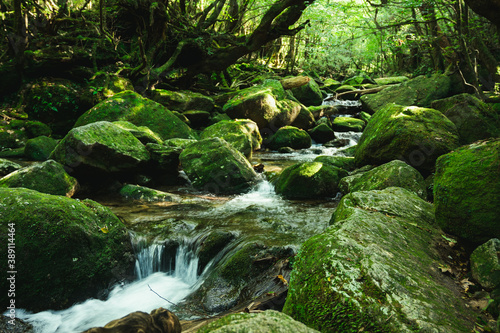 世界遺産屋久島の白谷雲水峡