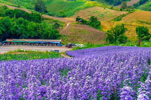  Margaret flowers fields in khao kho, Phetchabun province,Thailand. photo