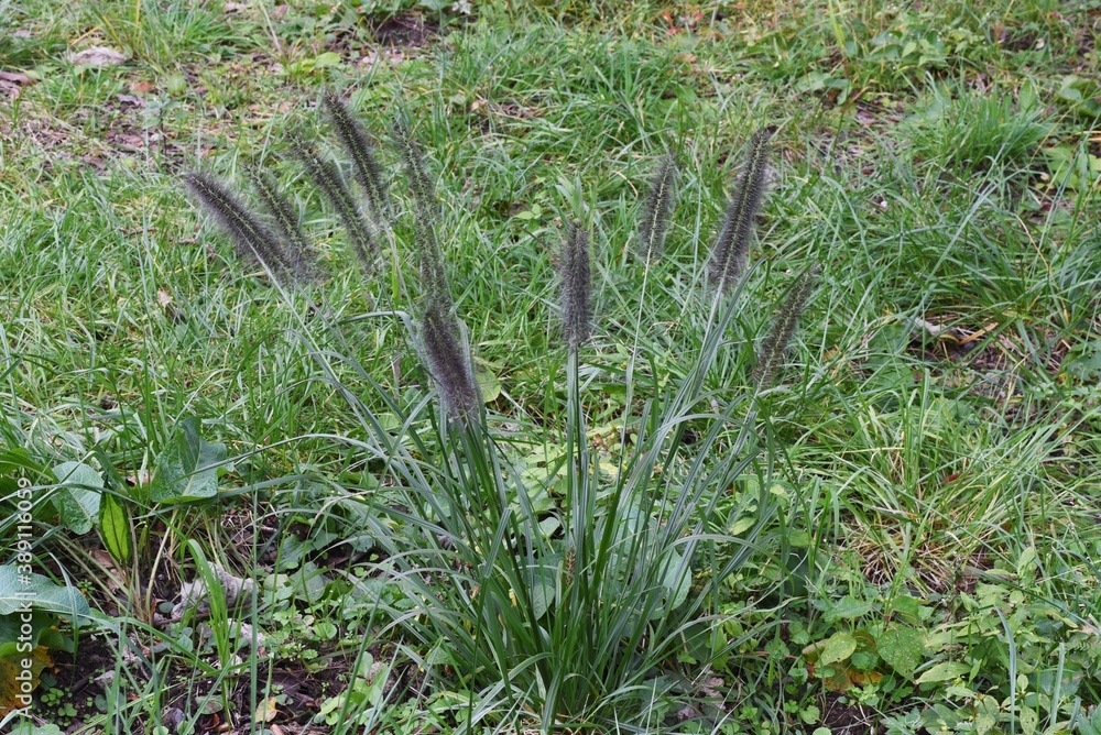 Chinese fountain grass / Poaceae perennial grass Chinese fountain grass / Poaceae perennial grass
