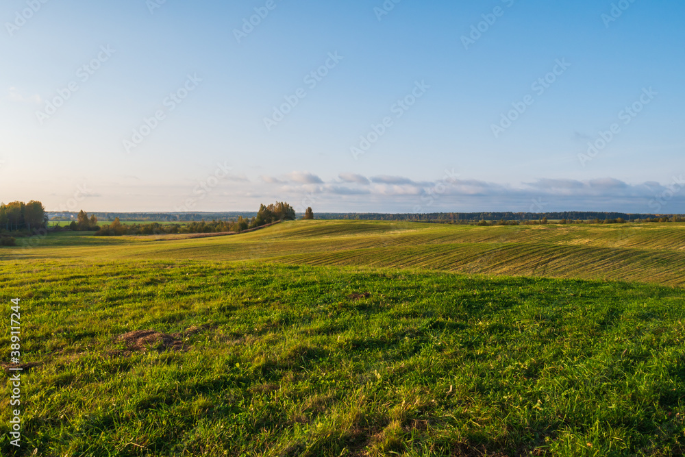 Fototapeta premium A huge green field with grass and wheat.