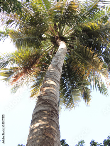 Coconut tree against sky