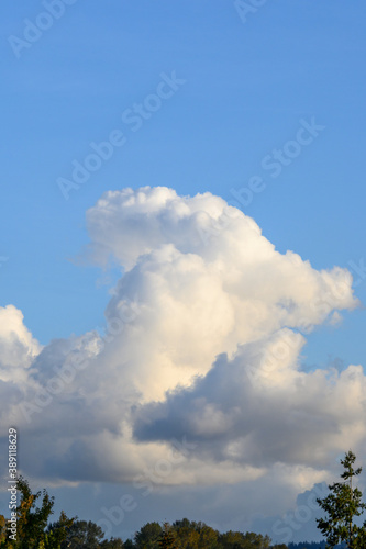 Landscape of treetops and large clouds against a blue sky, as a nature background  © knelson20
