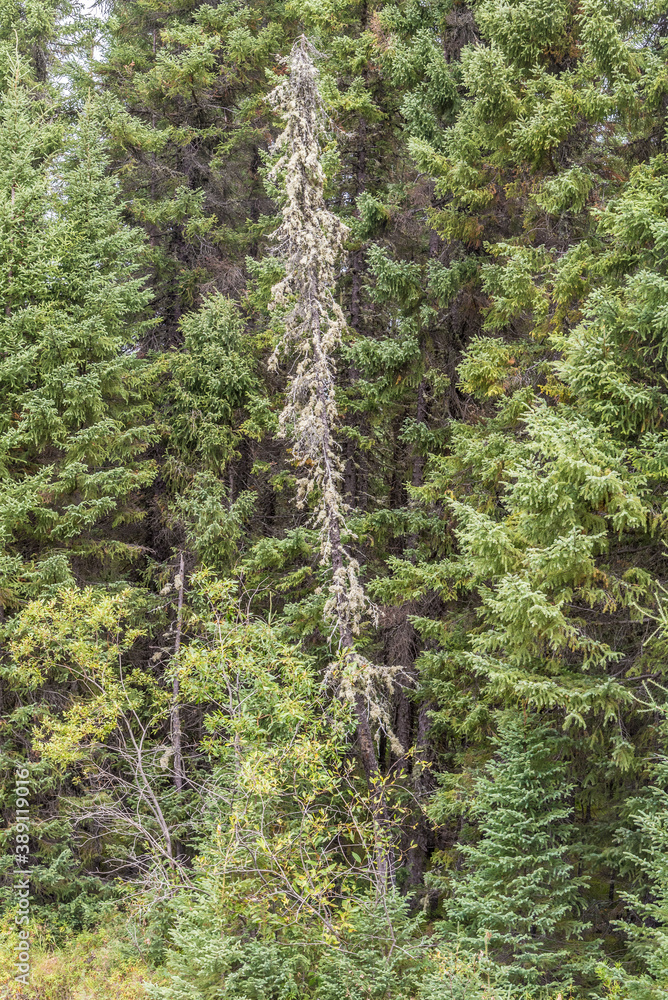 Obraz premium Ontario Forest