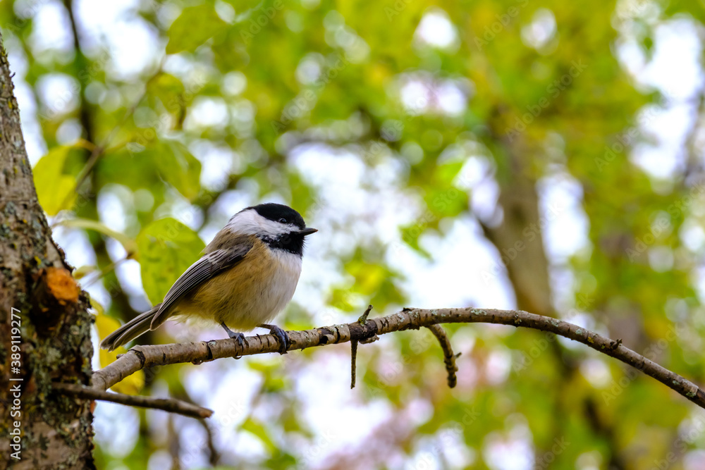 Perching chickadee on tree branch Perching chickadee on tree branch