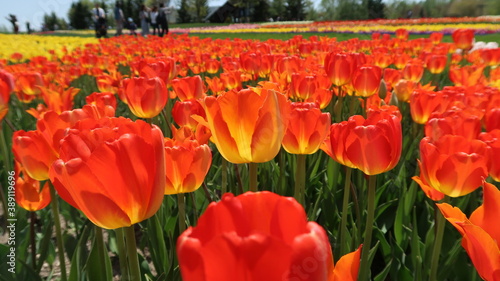 Red  Orange  Yellow tulips