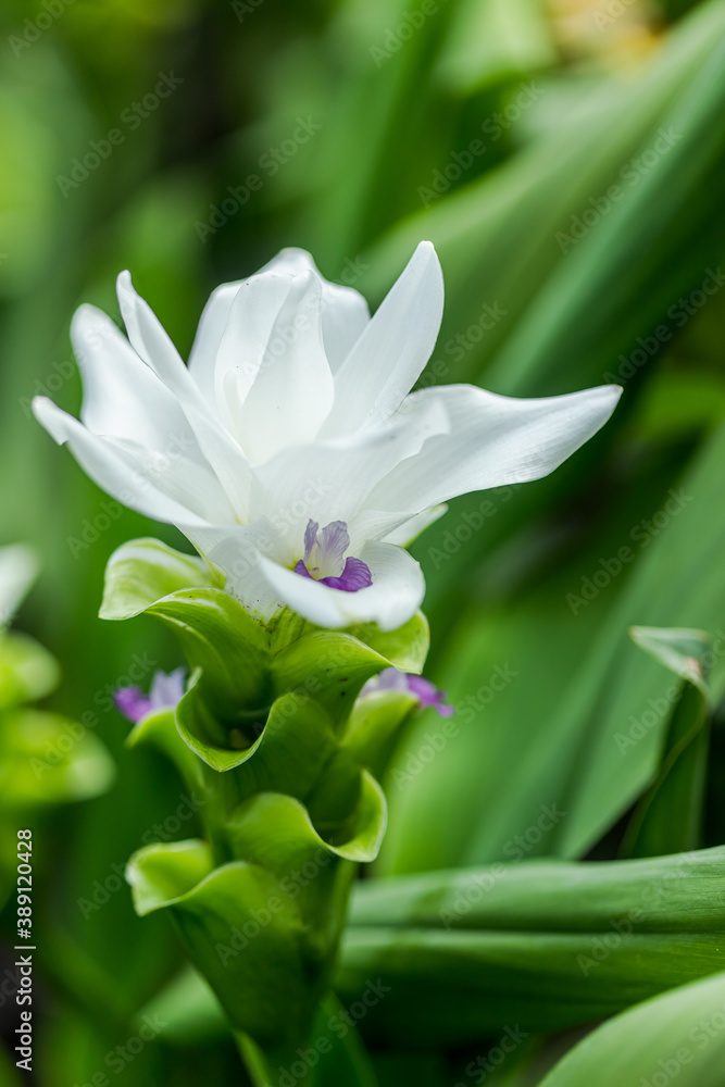 Obraz premium Curcuma Zanthorrhiza (Siam Tulip Curcuma Alismatifolia) white Flower In The Nature and in the garden