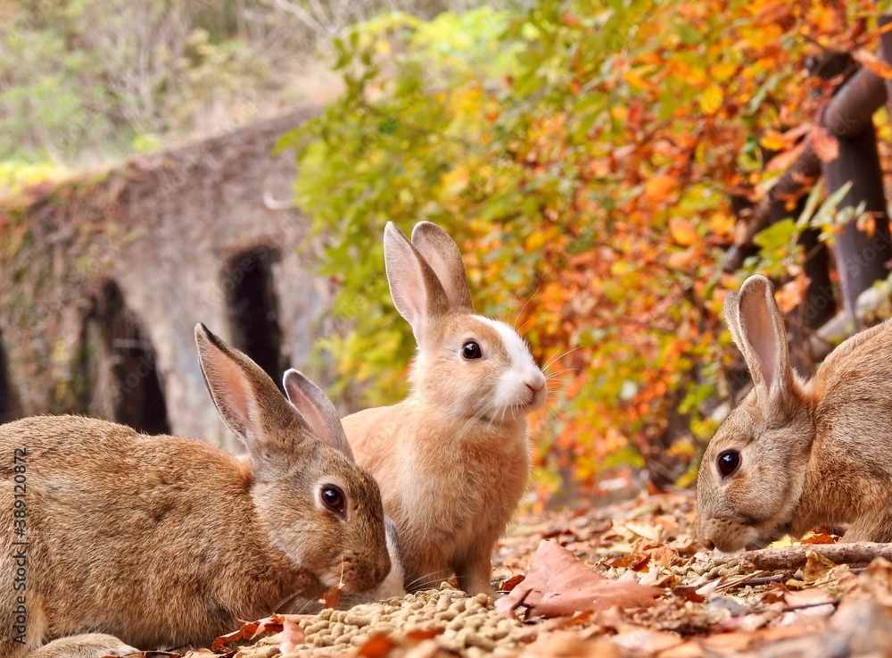 Fototapeta premium 紅葉とうさぎさん