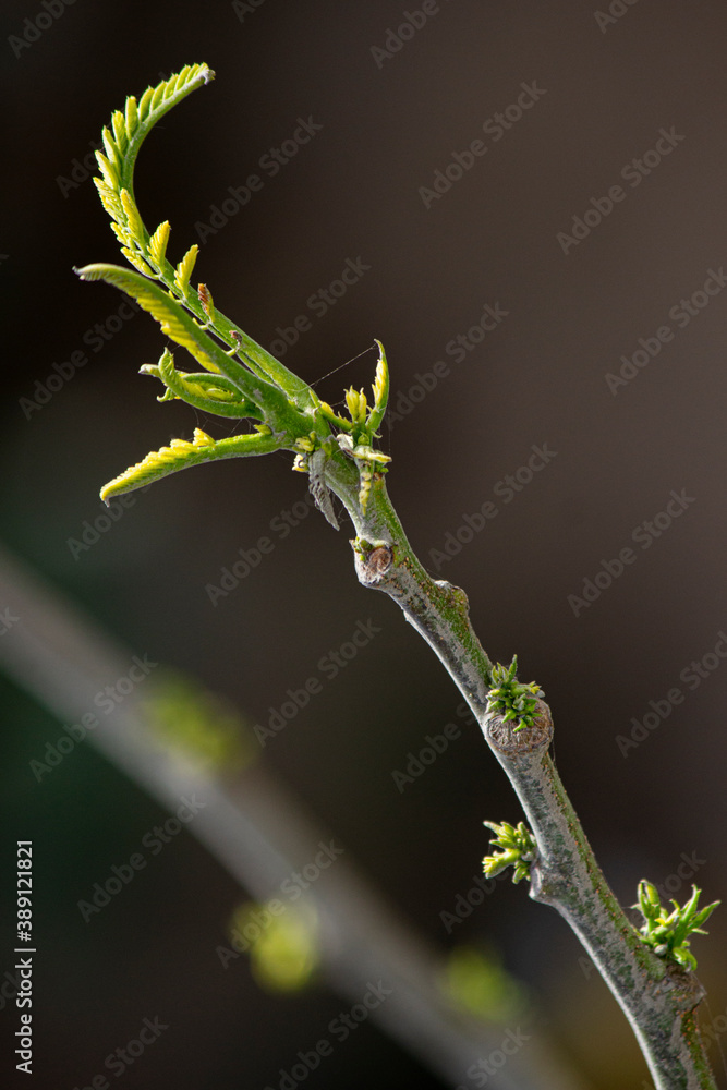 Leaves growing on the branches of a tree Leaves growing on the branches of a tree