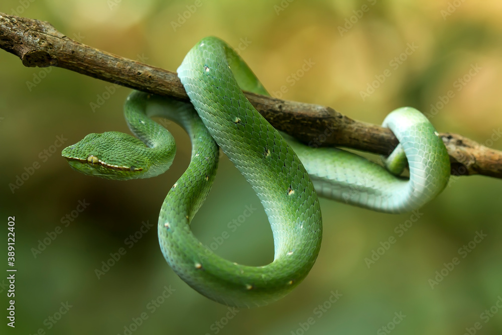Tropidolaemus subannulatus aka Viper Borneo Snake on Wildlife Tropidolaemus subannulatus aka Viper Borneo Snake on Wildlife