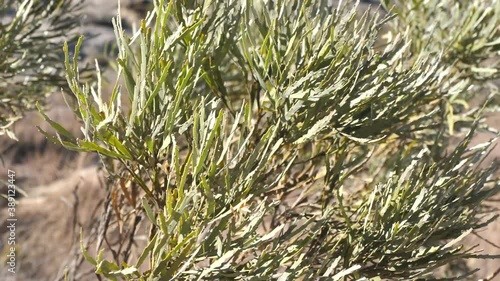 Green Plant Endemic To Isalo National Park, Madagascar photo