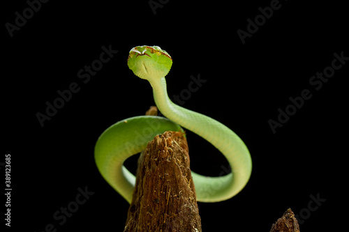 Tropidolaemus subannulatus aka Viper Borneo Snake on Wildlife photo