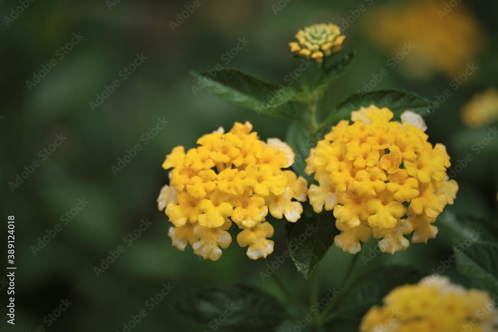 Lantana camara is a species of flowering plant within the verbena family Verbenaceae, native to the American tropics. Lantana camara is a species of flowering plant within the verbena family Verbenaceae, native to the American tropics.