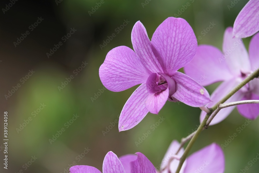 Dendrobium is a genus of mostly epiphytic and lithophytic orchids in the family Orchidaceae Dendrobium is a genus of mostly epiphytic and lithophytic orchids in the family Orchidaceae