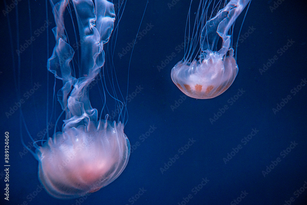 Fototapeta premium Jellyfish swimming on a dark background