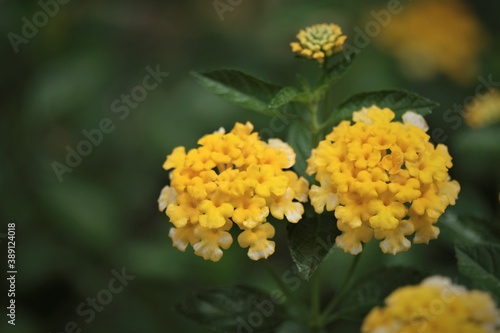 Lantana camara  is a species of flowering plant within the verbena family Verbenaceae  native to the American tropics.