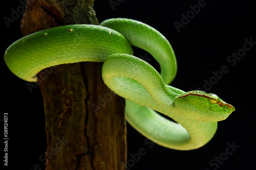 Tropidolaemus subannulatus aka Viper Borneo Snake on Wildlife