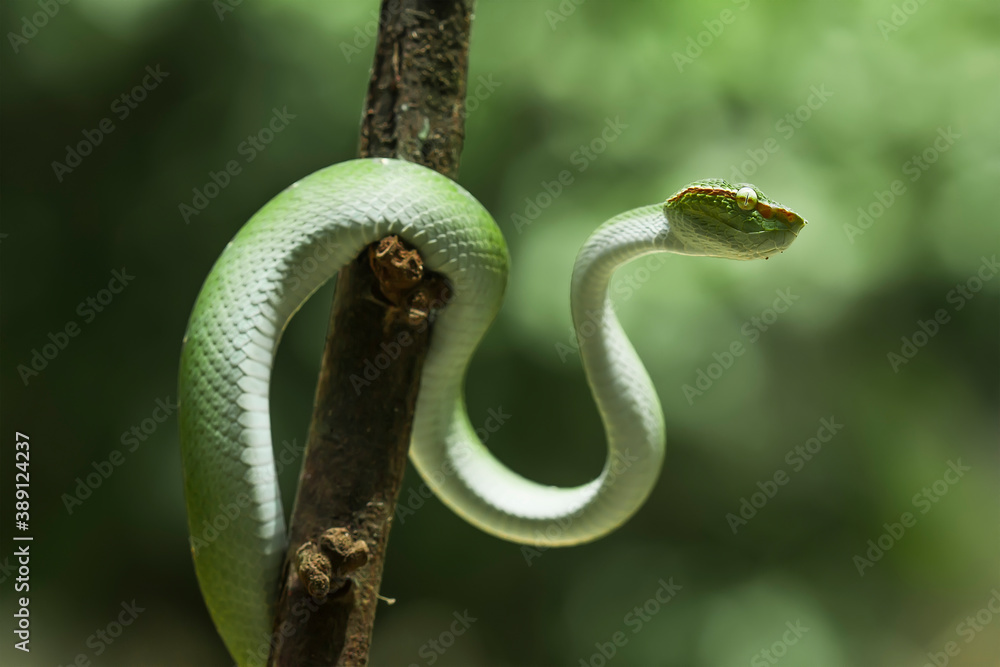 Obraz premium Tropidolaemus subannulatus aka Viper Borneo Snake on Wildlife