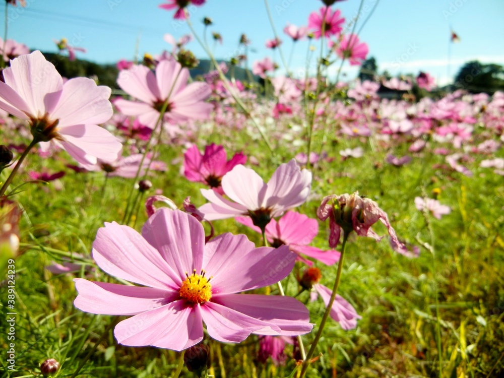 Fototapeta premium 満開のコスモス畑