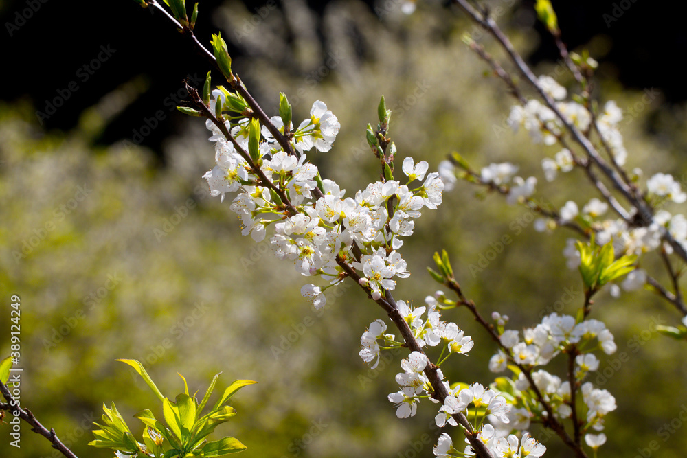 Plum plantation in Spring. Location: Moc Chau Plateau, Vietnam Plum plantation in Spring. Location: Moc Chau Plateau, Vietnam