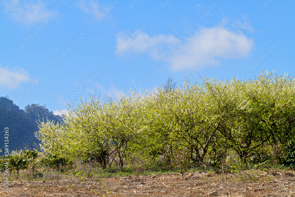 Plum plantation in Spring. Location: Moc Chau Plateau, Vietnam Plum plantation in Spring. Location: Moc Chau Plateau, Vietnam