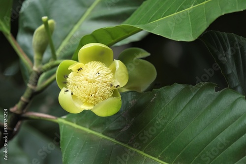 Photo of Dillenia serrata inflorescence photo