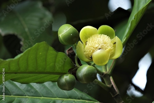 Photo of Dillenia serrata inflorescence photo