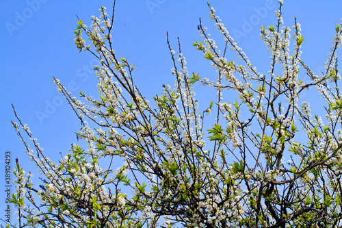 Plum plantation in Spring. Location: Moc Chau Plateau, Vietnam photo