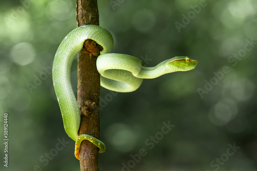 Tropidolaemus subannulatus aka Viper Borneo Snake on Wildlife photo