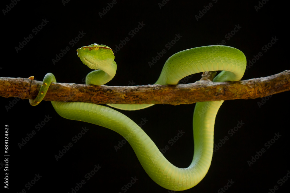 Obraz premium Tropidolaemus subannulatus aka Viper Borneo Snake on Wildlife