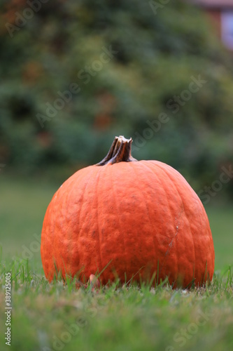 Pumpkin in the grass with a barn in the background