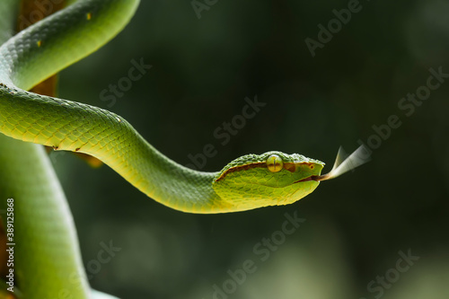 Tropidolaemus subannulatus aka Viper Borneo Snake on Wildlife