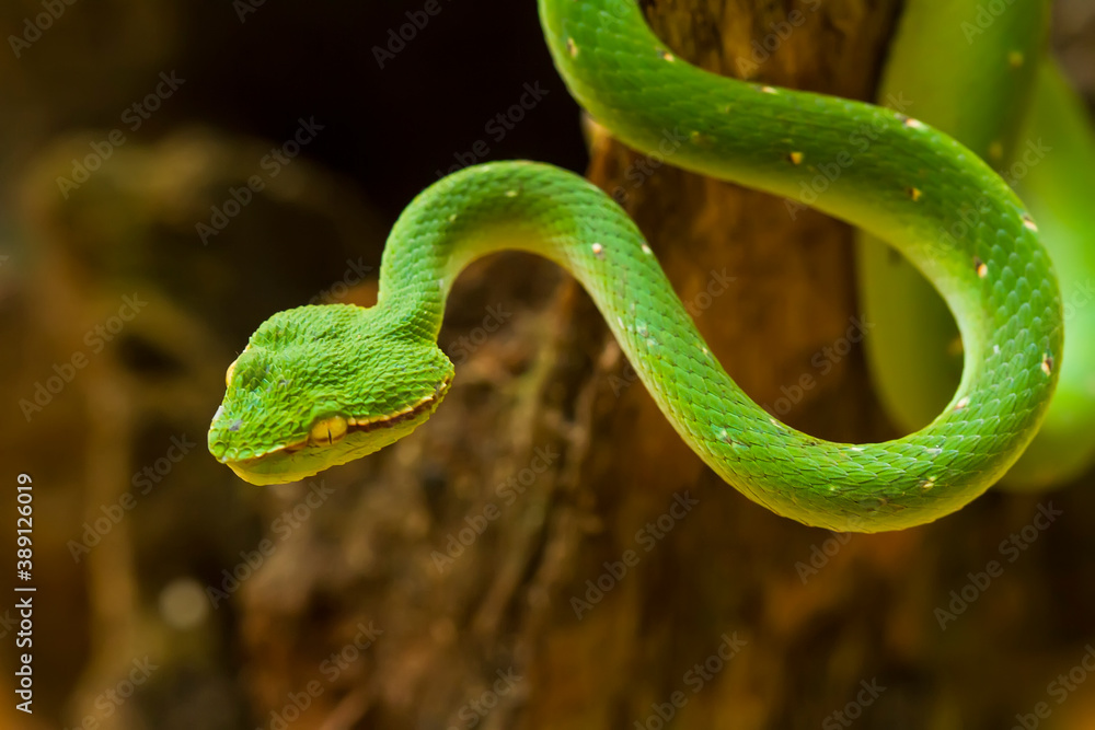 Tropidolaemus subannulatus aka Viper Borneo Snake on Wildlife Tropidolaemus subannulatus aka Viper Borneo Snake on Wildlife