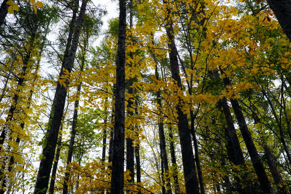 Fototapeta premium 森の木々