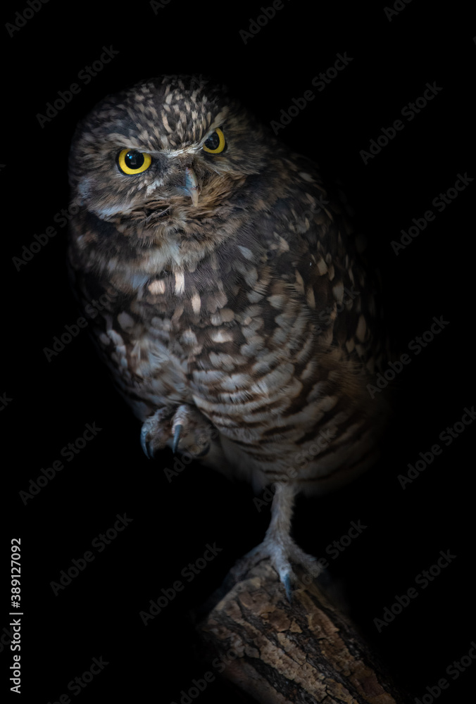 Fototapeta premium Owls