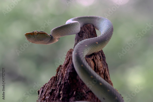 Tropidolaemus subannulatus aka Viper Borneo Snake on Wildlife photo