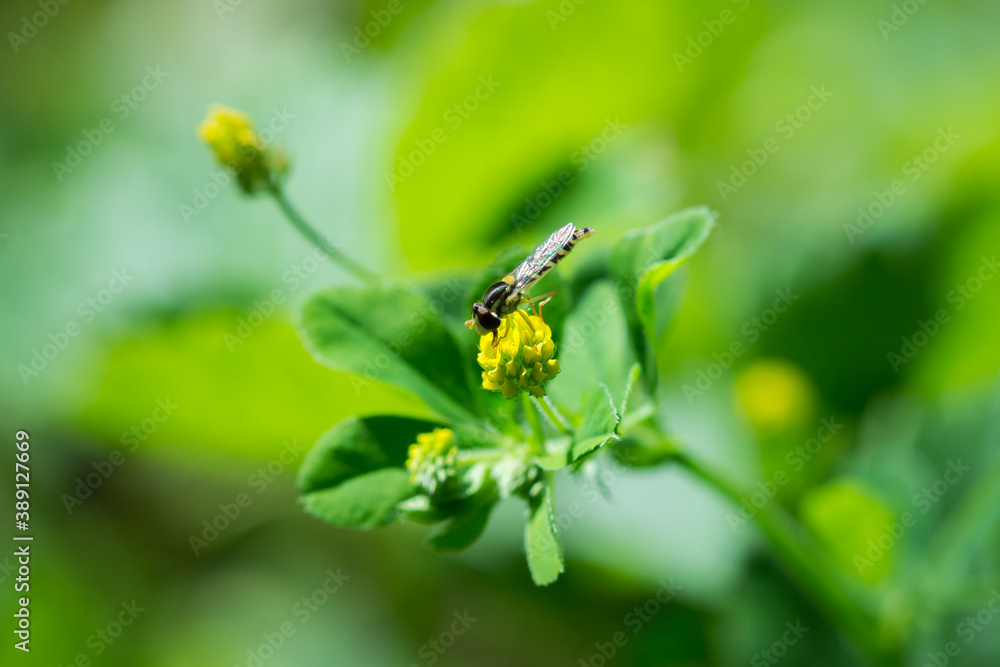 The black medick (lat. Medicago lipulina), of the pea family (Fabaceae), and the Hoverfly (flower fly), of the family Syrphidae. The black medick (lat. Medicago lipulina), of the pea family (Fabaceae), and the Hoverfly (flower fly), of the family Syrphidae.